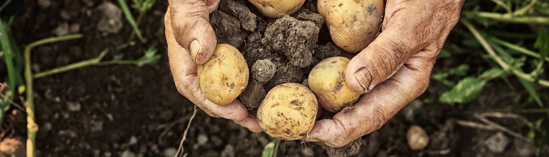 Patatas Sarriegui, calidad y tradición